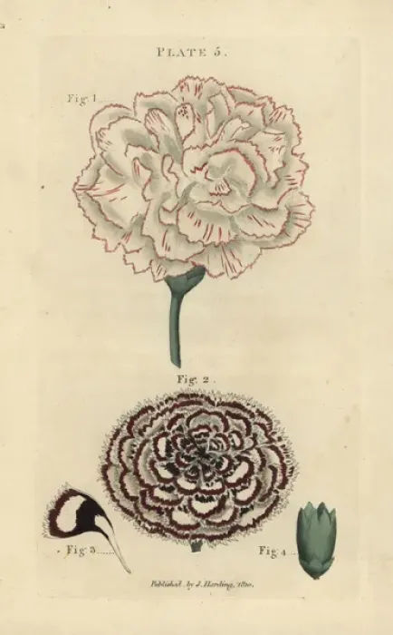 Framed Print : Picotee carnation and double laced Pink carnation Framed Print : Picotee carnation and double laced Pink carnation
