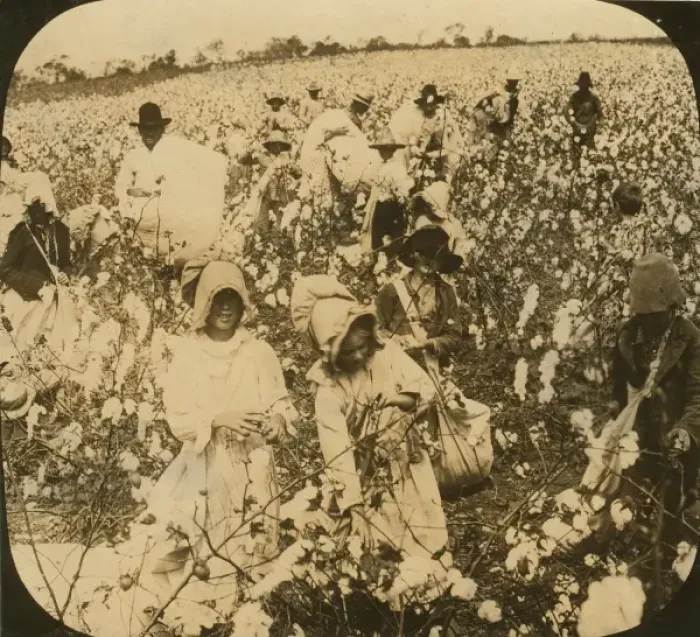 Framed Print : A picture of a cotton field Framed Print : A picture of a cotton field