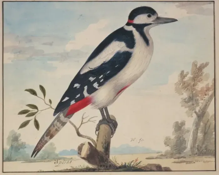 Framed Print : Picus major, great spotted woodpecker Framed Print : Picus major, great spotted woodpecker