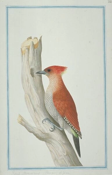 Picus miniaceus, banded woodpecker