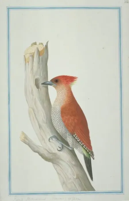 Framed Print : Picus miniaceus, banded woodpecker Framed Print : Picus miniaceus, banded woodpecker