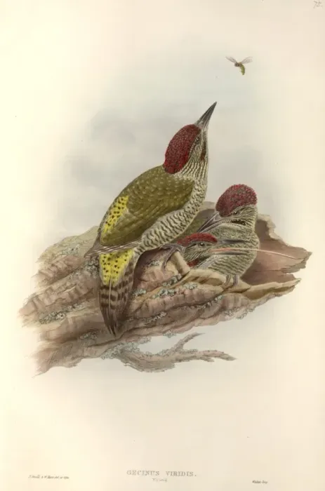 Framed Print : Picus viridis, green woodpecker Framed Print : Picus viridis, green woodpecker