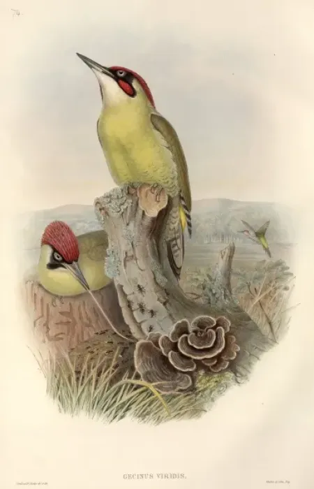 Framed Print : Picus viridis, green woodpecker Framed Print : Picus viridis, green woodpecker