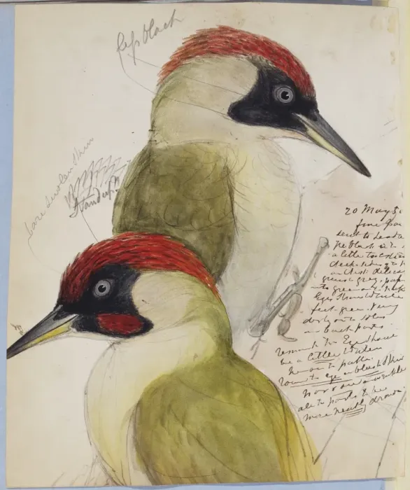 Framed Print : Picus viridus, green woodpecker Framed Print : Picus viridus, green woodpecker