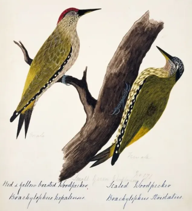 Framed Print : Picus xanthopygaeus, Picus squamatus Framed Print : Picus xanthopygaeus, Picus squamatus