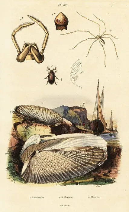 Framed Print : Piddock, clam, beetle and spider Framed Print : Piddock, clam, beetle and spider
