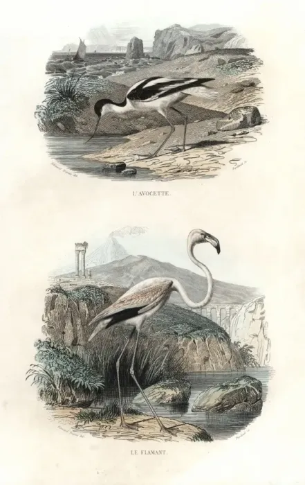 Framed Print : Pied avocet and greater flamingo Framed Print : Pied avocet and greater flamingo