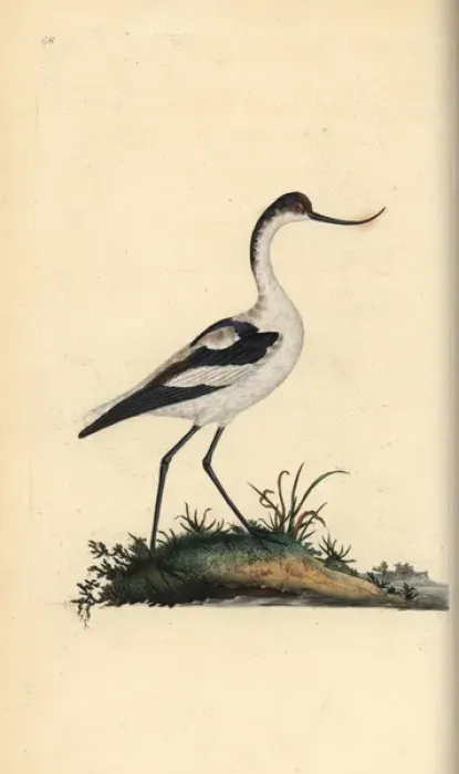 Framed Print : Pied avocet, Recurvirostra avocetta Framed Print : Pied avocet, Recurvirostra avocetta