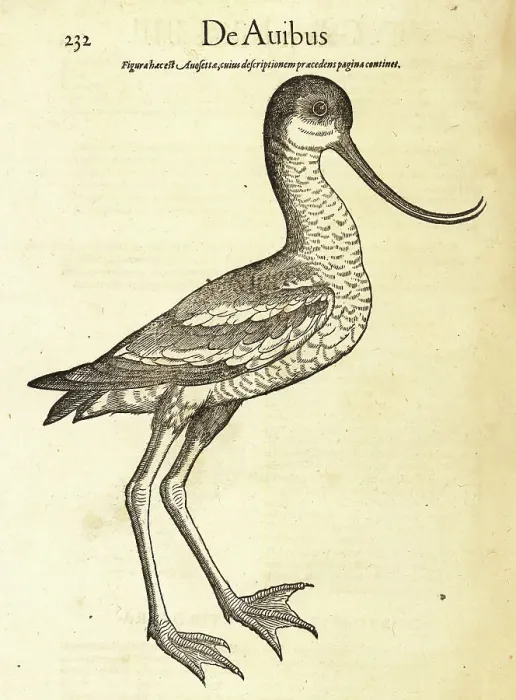 Framed Print : Pied avocet, Recurvirostra avosetta Framed Print : Pied avocet, Recurvirostra avosetta