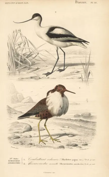 Framed Print : Pied avocet, Recurvirostra avosetta, and ruff Framed Print : Pied avocet, Recurvirostra avosetta, and ruff