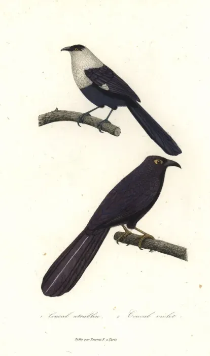 Framed Print : Pied coucal and violet coucal Framed Print : Pied coucal and violet coucal