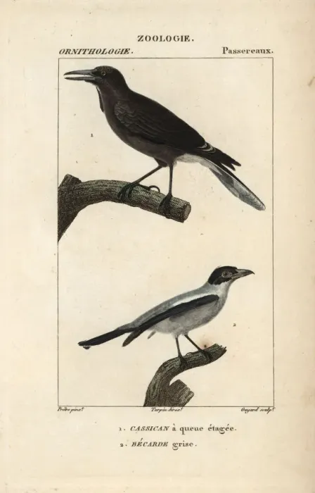 Framed Print : Pied currawong, Strepera graculina Framed Print : Pied currawong, Strepera graculina