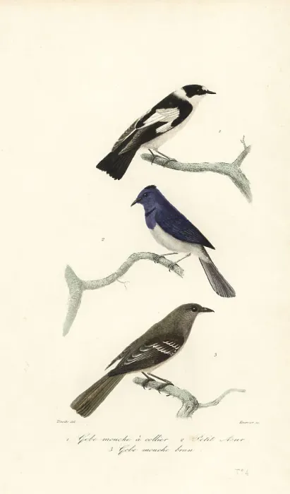 Framed Print : Pied flycatcher, blue and white flycatcher and New Zealand fanta Framed Print : Pied flycatcher, blue and white flycatcher and New Zealand fanta