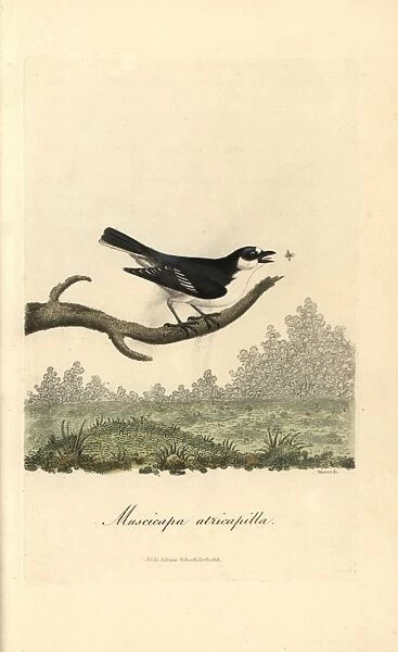 Pied flycatcher, Muscicapa atricapilla, Ficedula hypoleuca