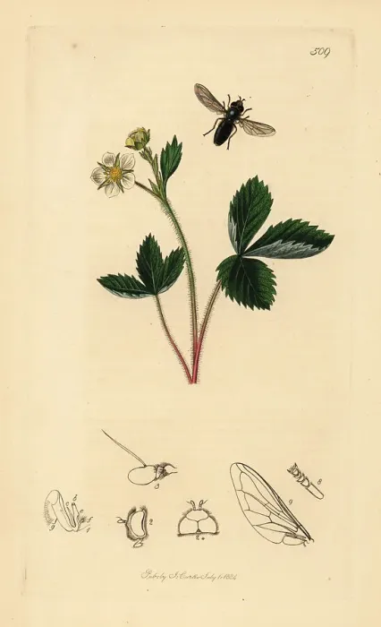 Framed Print : Pied hoverfly and barren strawberry Framed Print : Pied hoverfly and barren strawberry