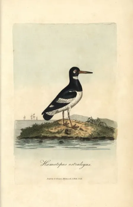 Framed Print : Pied oystercatcher, Haematopus ostralegus Framed Print : Pied oystercatcher, Haematopus ostralegus