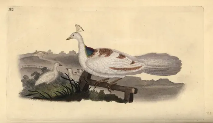 Framed Print : Pied peafowl, Pavo cristatus, female with young Framed Print : Pied peafowl, Pavo cristatus, female with young