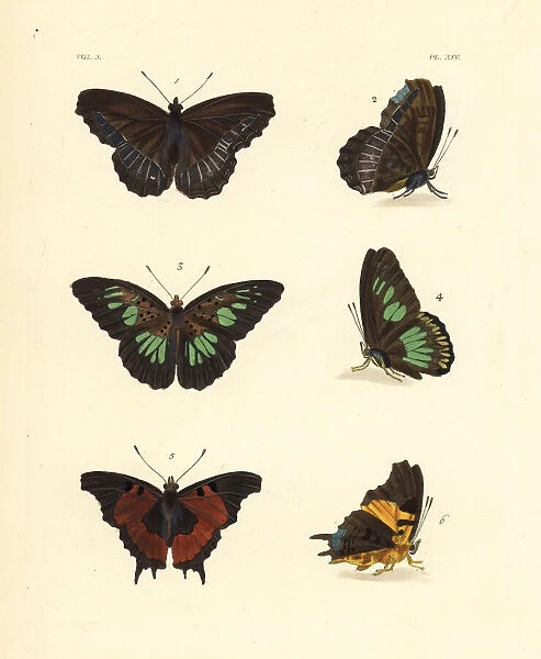 Pied piper, green false acraea and forest admiral butterfly