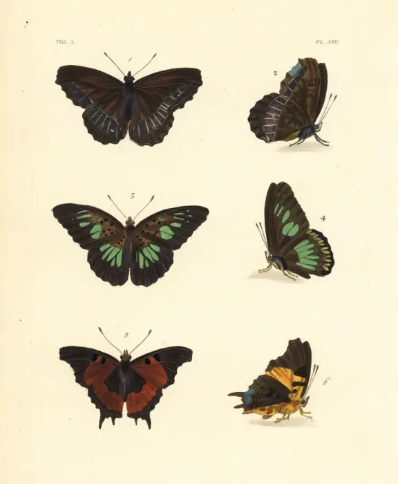 Framed Print : Pied piper, green false acraea and forest admiral butterfly Framed Print : Pied piper, green false acraea and forest admiral butterfly