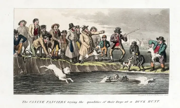Framed Print : Pierce Egans Anecdotes: duck hunting by dogs in river Framed Print : Pierce Egans Anecdotes: duck hunting by dogs in river