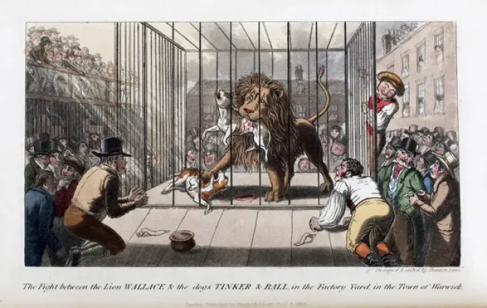 Framed Print : Pierce Egans Anecdotes: lion killing dogs in Warwick Framed Print : Pierce Egans Anecdotes: lion killing dogs in Warwick