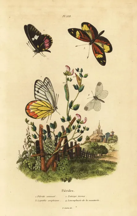 Framed Print : Pierid butterflies Framed Print : Pierid butterflies