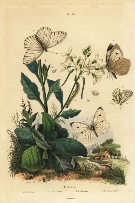 Framed Print : Pierid butterflies Framed Print : Pierid butterflies