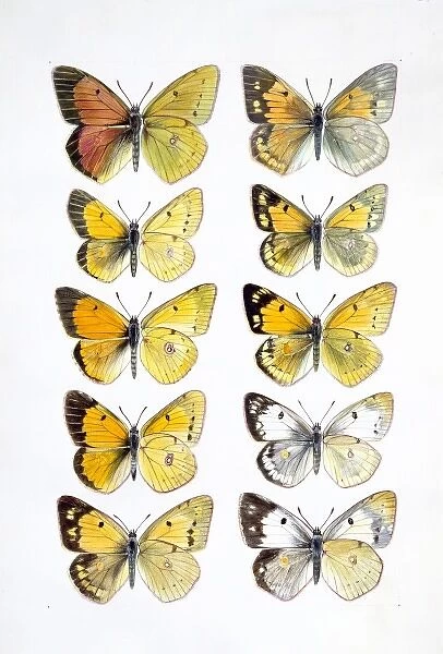 Pieridae sp. clouded yellow butterflies