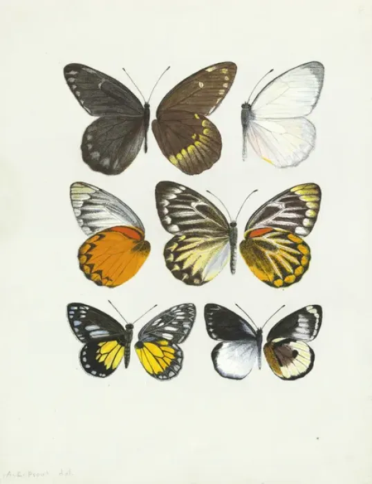 Framed Print : Pierine genus, Butterfly wings Framed Print : Pierine genus, Butterfly wings
