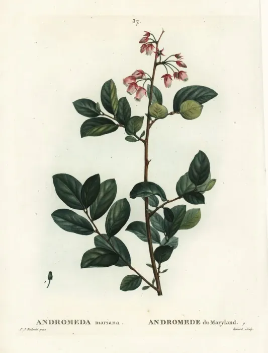 Framed Print : Pieris mariana Framed Print : Pieris mariana