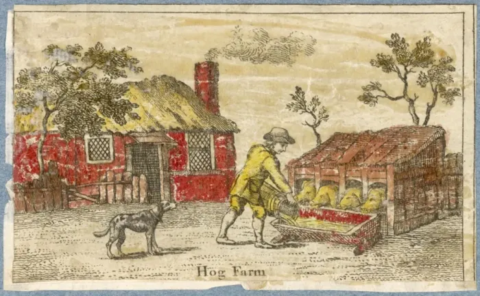 Framed Print : PIG FARM. The hog farmers dog watches while his master feeds the pigs in Framed Print : PIG FARM. The hog farmers dog watches while his master feeds the pigs in