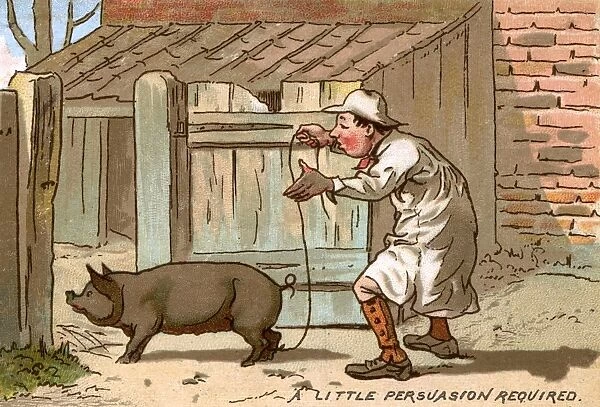 Pig farmer persuading a pig to move