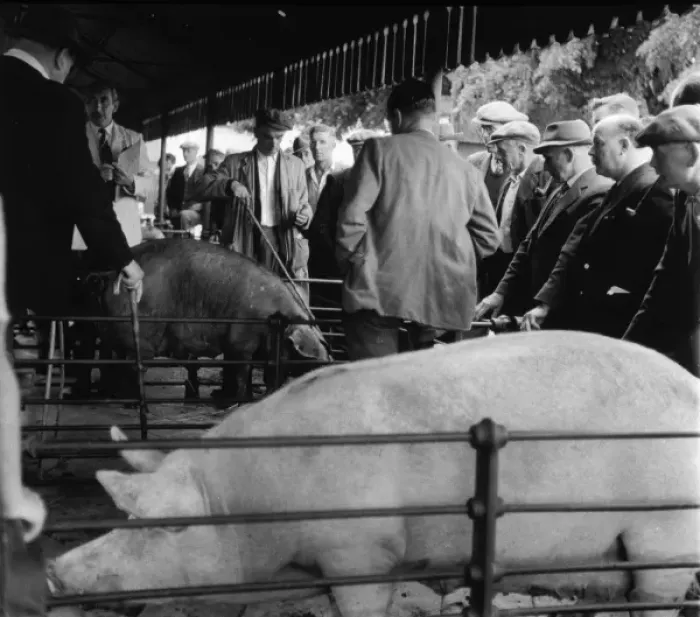 Framed Print : PIG MARKET / 1958 Framed Print : PIG MARKET / 1958