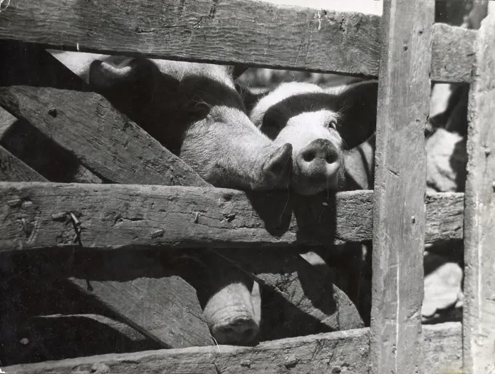 Framed Print : Pig in Pen Framed Print : Pig in Pen
