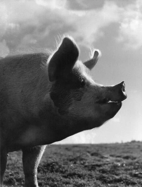 A pig silhouetted against the sky