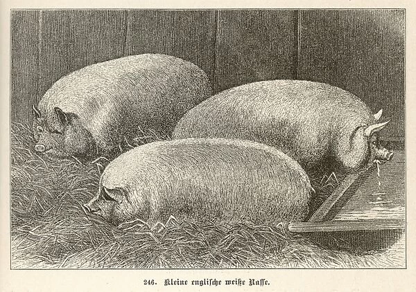 Pig  /  Small English 1897