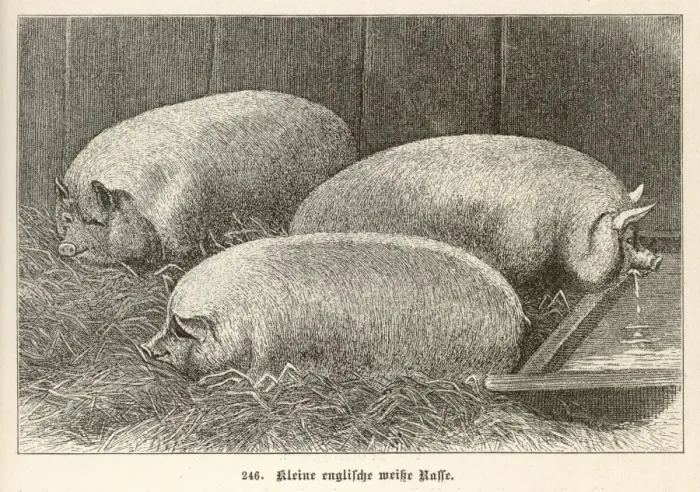 Framed Print : Pig / Small English 1897 Framed Print : Pig / Small English 1897