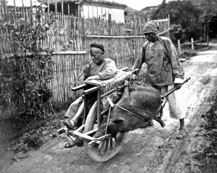 Framed Print : Pig transported by wheelbarrow, China Framed Print : Pig transported by wheelbarrow, China