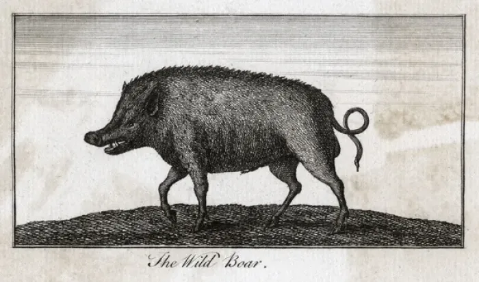 Framed Print : Pig / Wild Boar C1800 Framed Print : Pig / Wild Boar C1800