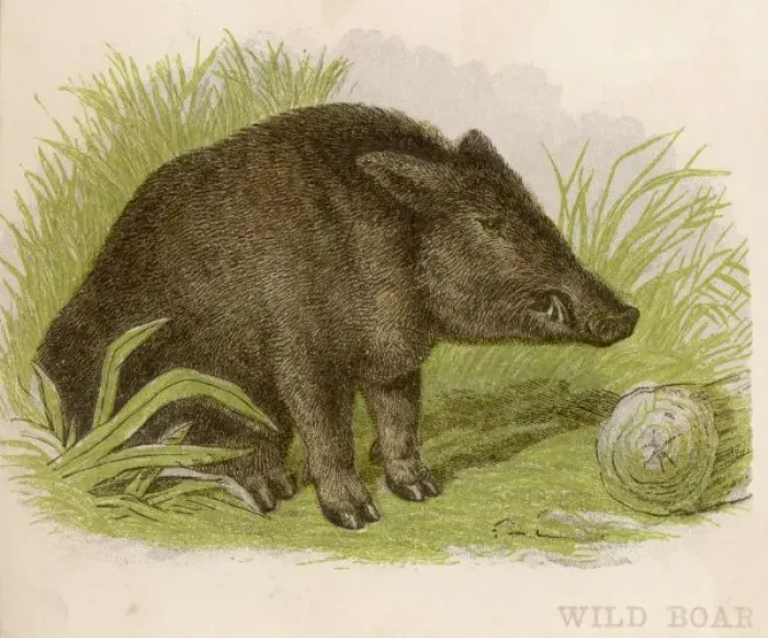 Framed Print : Pig / Wild Boar C1880 Framed Print : Pig / Wild Boar C1880