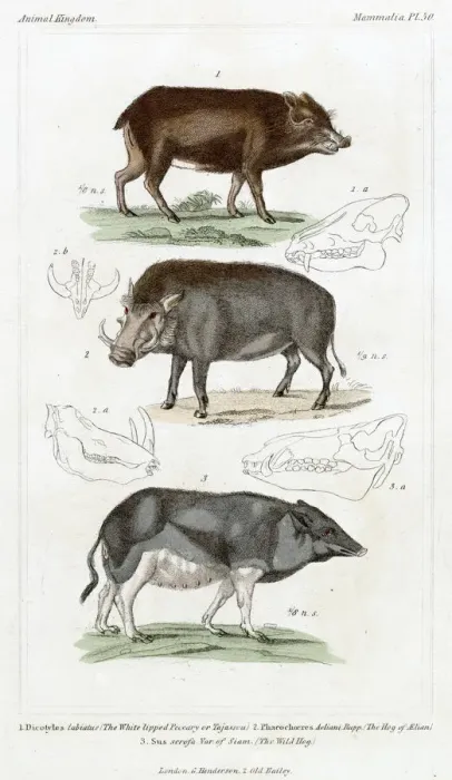 Framed Print : PIG / WILD BOAR X3 19C Framed Print : PIG / WILD BOAR X3 19C