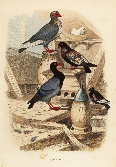 Framed Print : Pigeon breeds, Columba livia, in a dove cot Framed Print : Pigeon breeds, Columba livia, in a dove cot