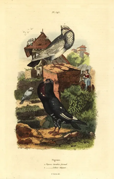 Framed Print : Pigeon Columba livia breeds: pigeon cavalier Framed Print : Pigeon Columba livia breeds: pigeon cavalier