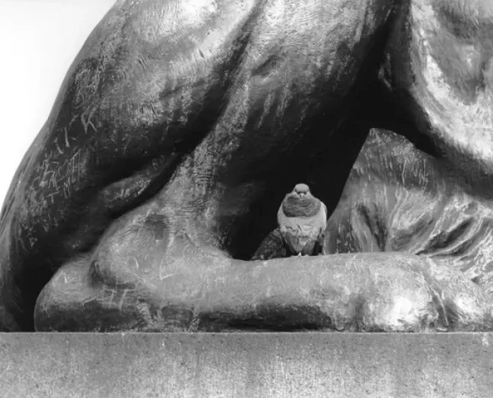Framed Print : Pigeon having a rest on one of the lion statues, Trafagdar S Framed Print : Pigeon having a rest on one of the lion statues, Trafagdar S