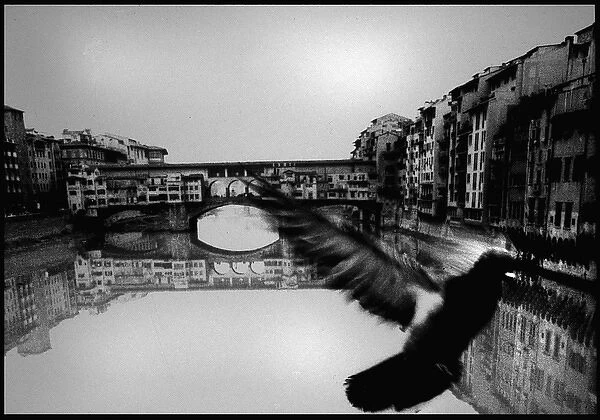 Pigeon, Ponte Vecchio, Florence, Italy