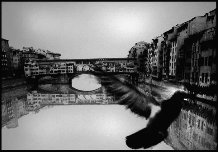 Framed Print : Pigeon, Ponte Vecchio, Florence, Italy Framed Print : Pigeon, Ponte Vecchio, Florence, Italy