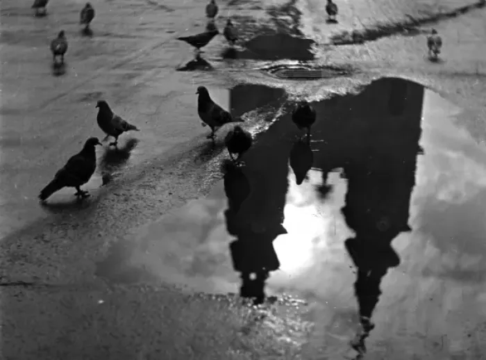 Framed Print : Pigeon Study Framed Print : Pigeon Study
