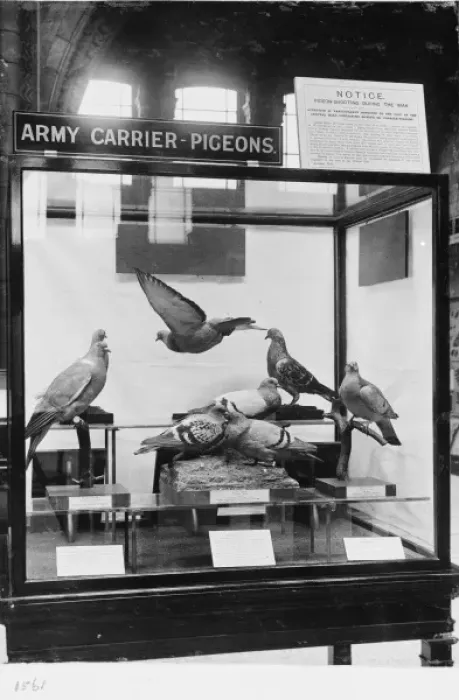Framed Print : Pigeon types, c. 1918, the Natural History Museum, London Framed Print : Pigeon types, c. 1918, the Natural History Museum, London