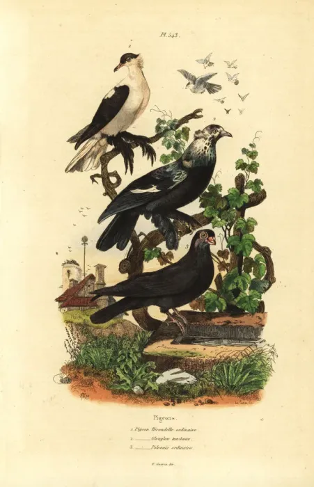 Framed Print : Pigeon varieties, Columba livia: hirondelle Framed Print : Pigeon varieties, Columba livia: hirondelle
