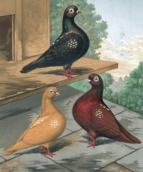 Pigeons - Clean Legged Flying Tumblers